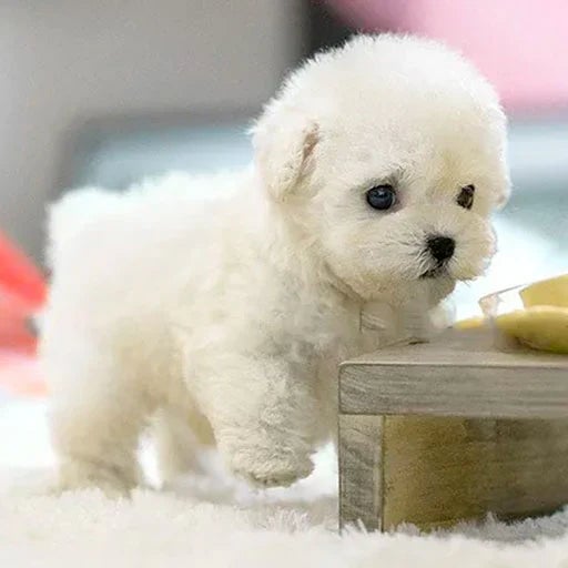 Kalsten | Interactive Plush Dog with Realistic Movements – For Children & Seniors