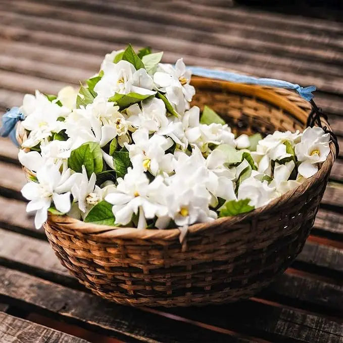 BowLift | 100 jasmine seeds for fragrant, evergreen climbing plants