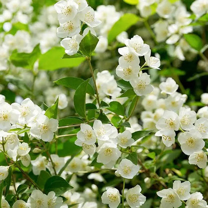 BowLift | 100 jasmine seeds for fragrant, evergreen climbing plants