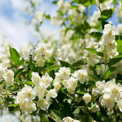 BowLift | 100 jasmine seeds for fragrant, evergreen climbing plants