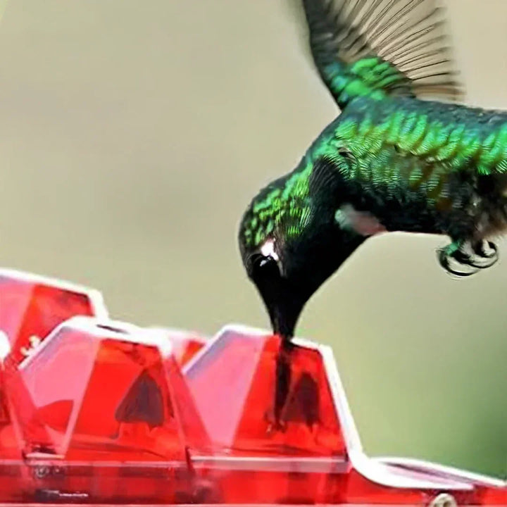 Kalsten | Ant-Proof Hummingbird Feeder with 30 Bee-Resistant Ports