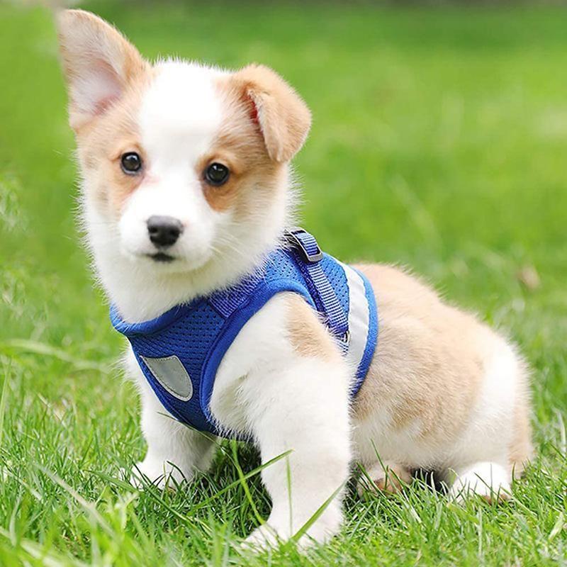 BowLift | Reflective Safety Dog Harness and Leash Set Offer