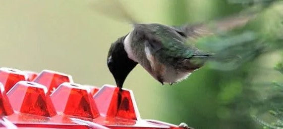BowLift | Ant Proof Hummingbird Feeder | 30 Feeding Ports, UV Resistant & Ideal for Outdoor Bird Watching