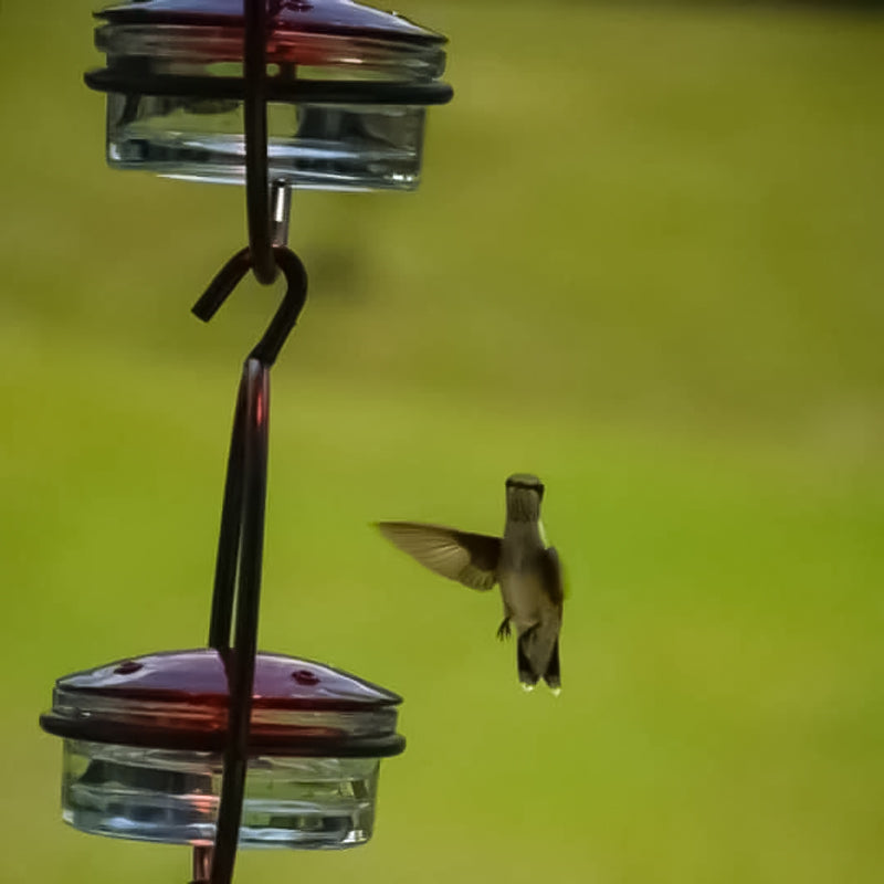 Kalsten | Simple Hummingbird Water Dispenser Made of Metal