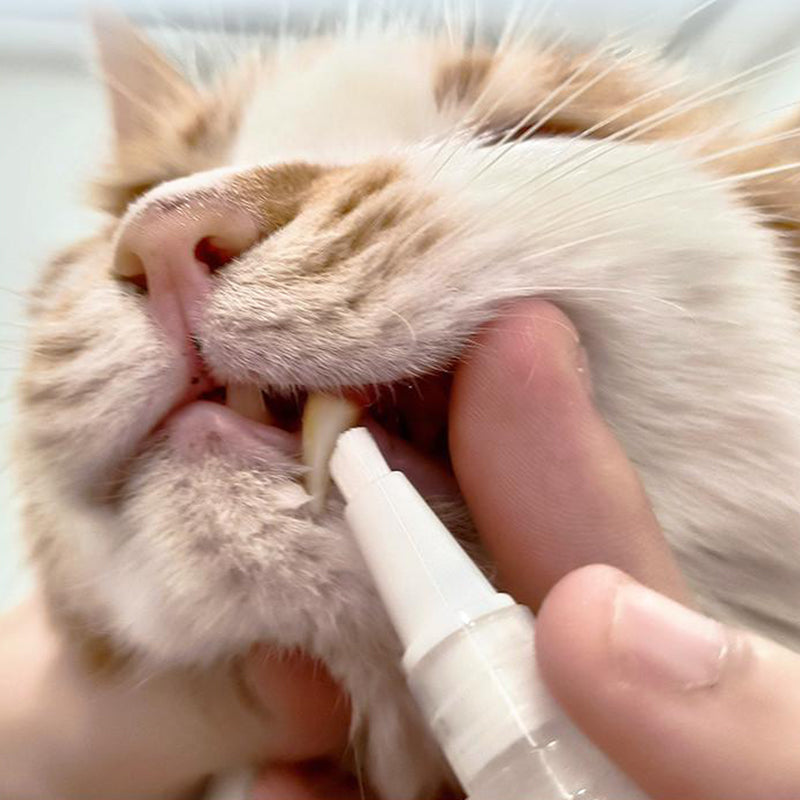 New improved toothbrush pen for pets | Kalsten