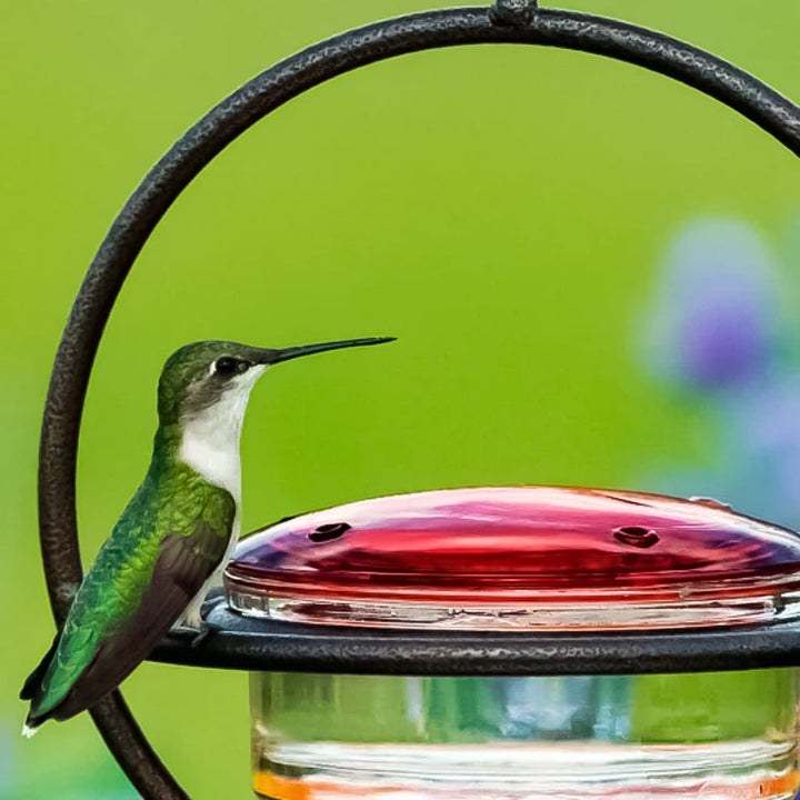 Kalsten | Simple Hummingbird Water Dispenser Made of Metal
