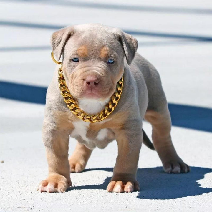 Noxord | Pet Jewelry Thick Gold Chain Collar