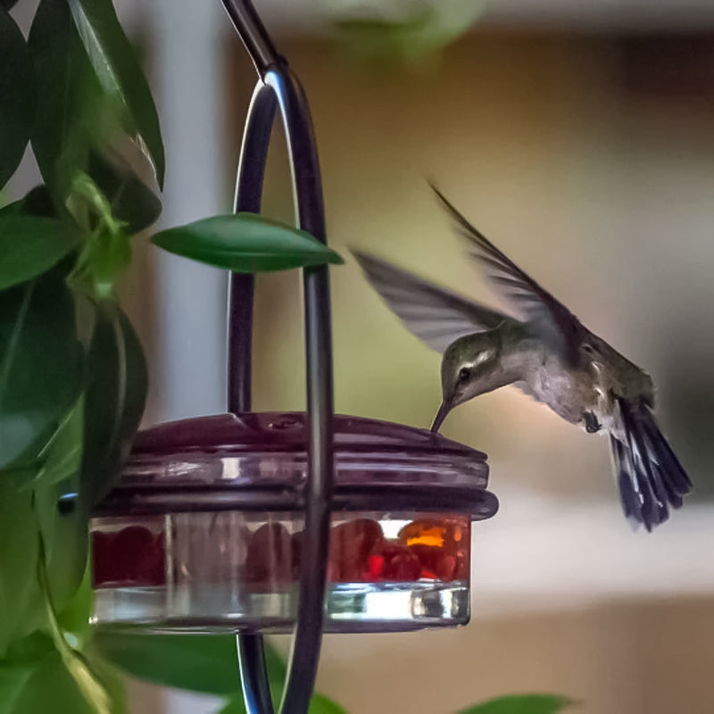 Kalsten | Simple Hummingbird Water Dispenser Made of Metal