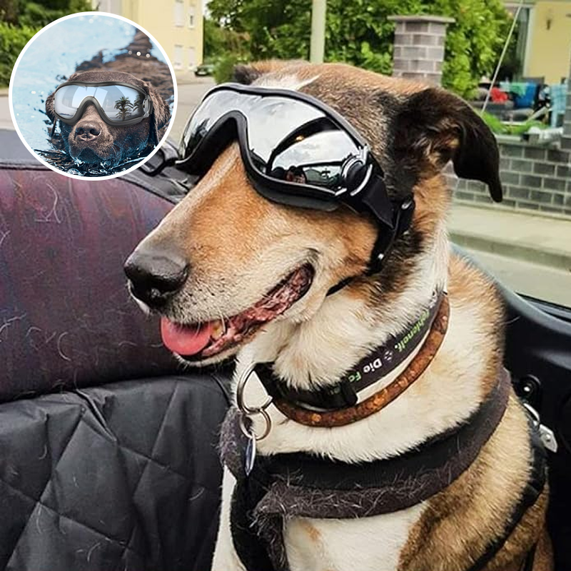 Kalsten | Outdoor Protection Glasses for Dogs