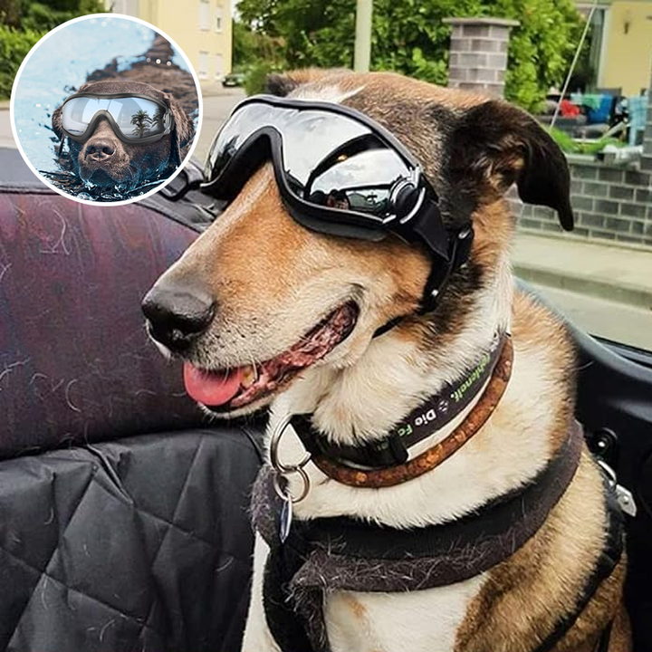 Kalsten | Outdoor Protection Glasses for Dogs