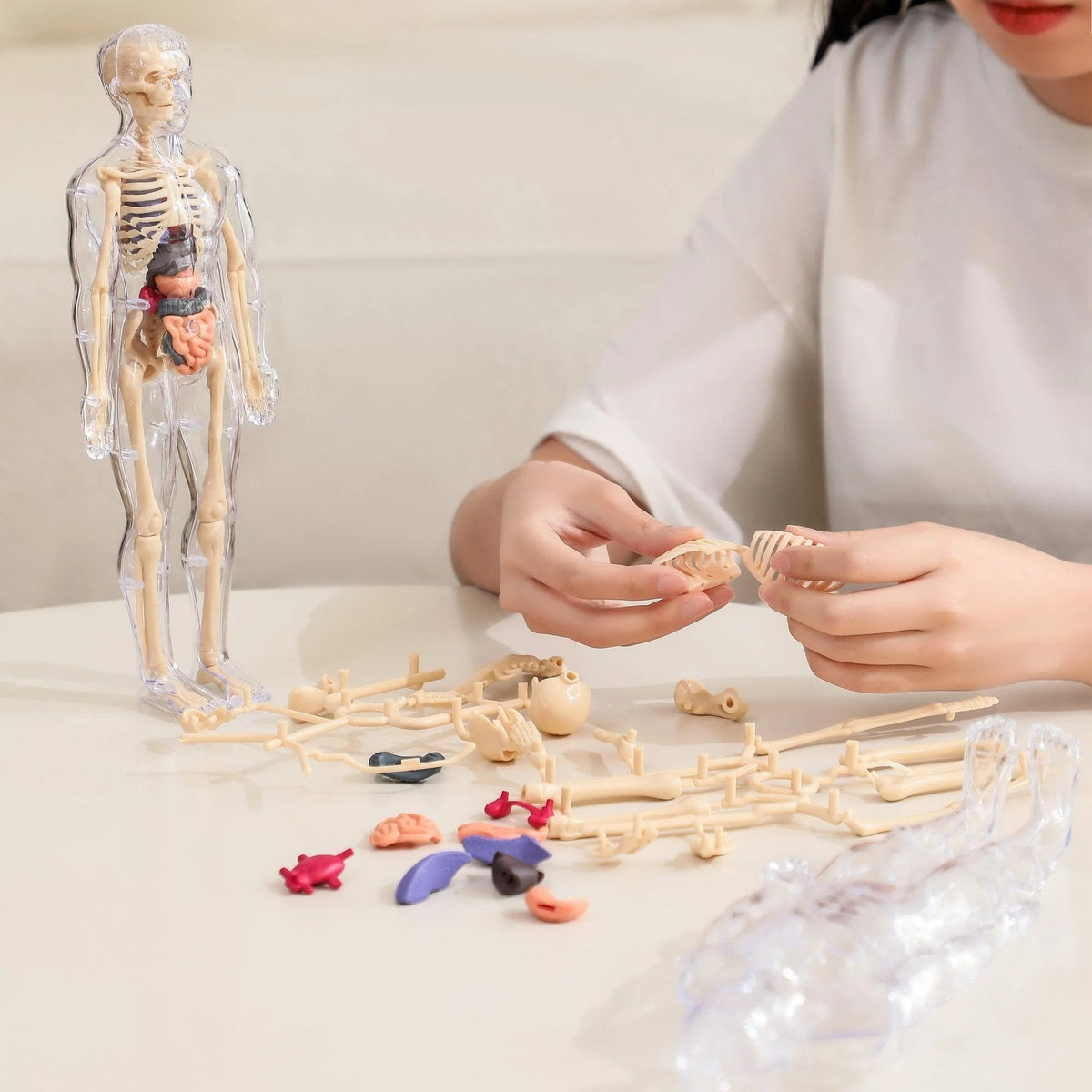 BowLift | Clear Human Body Structure Model