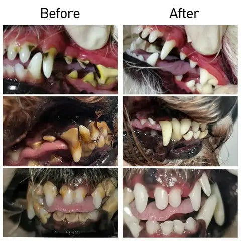 Kalsten | Oral Restoration Gel for Pets