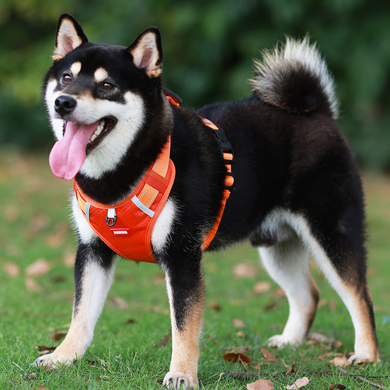 Reflective Dog Harness | Kalsten