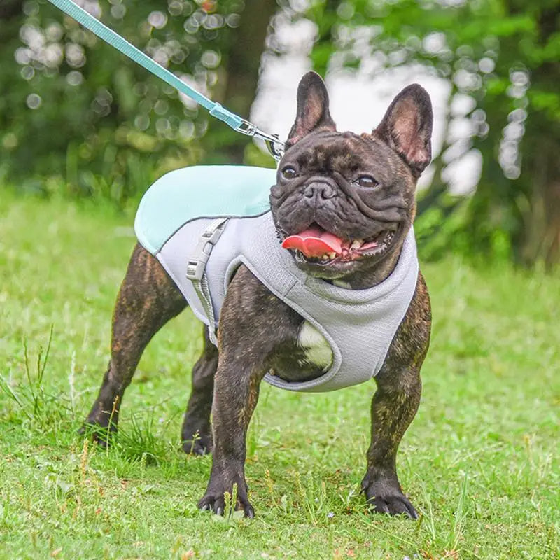 Dog Cooling Vest for Outdoor Activities | Kalsten