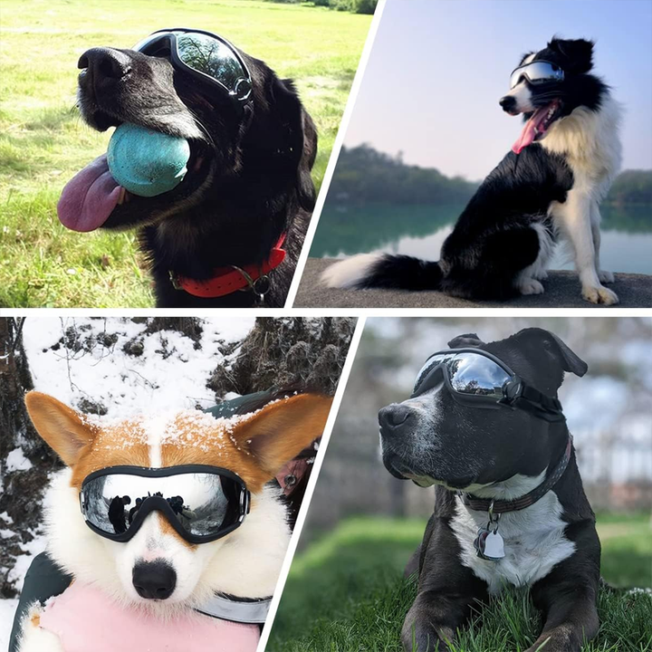 Kalsten | Outdoor Protection Glasses for Dogs