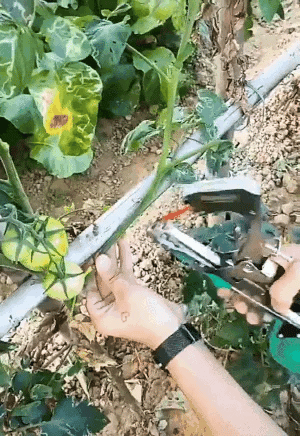 Plant binder for gardening | Kalsten