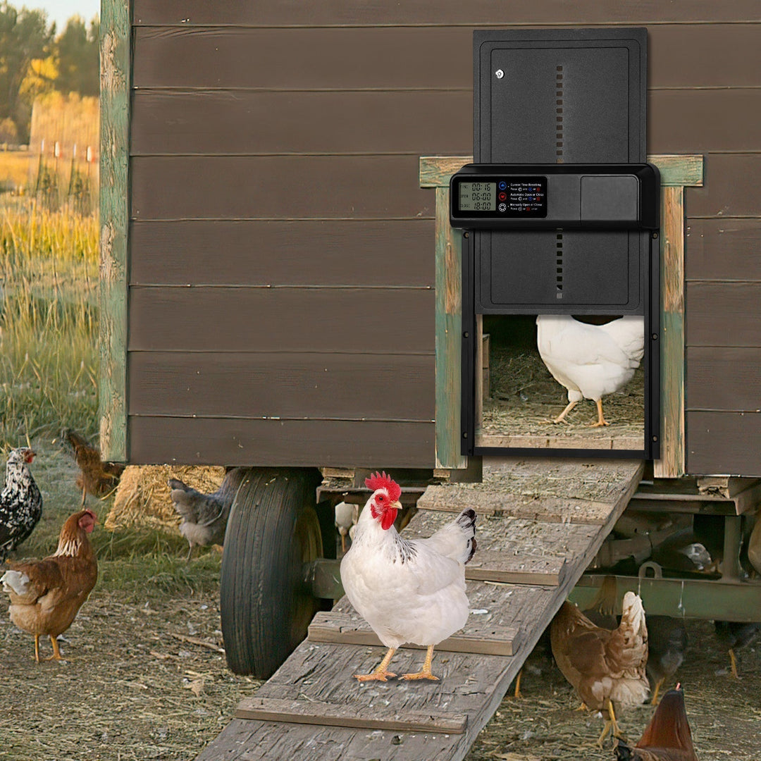 Chicken flap automatic timer | Kalsten