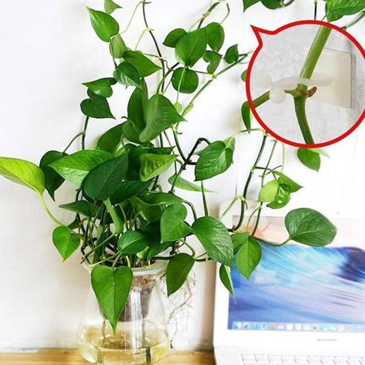 Wall Clip for Climbing Plants (30 pieces) | Kalsten