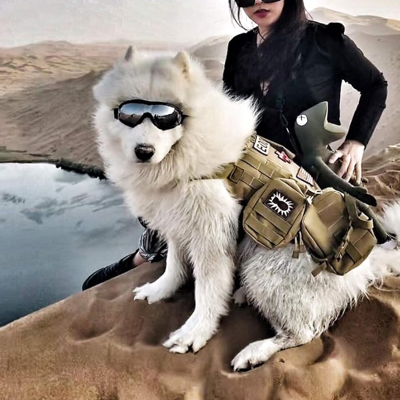 Kalsten | Outdoor Protection Glasses for Dogs