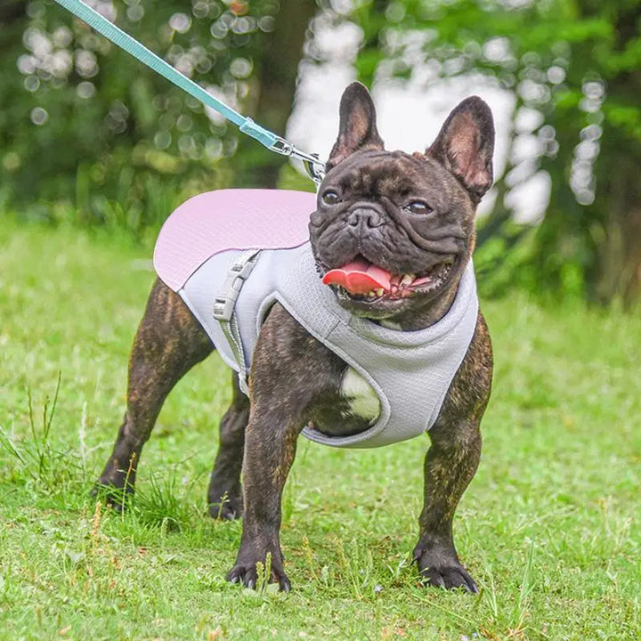 Dog Cooling Vest for Outdoor Activities | Kalsten