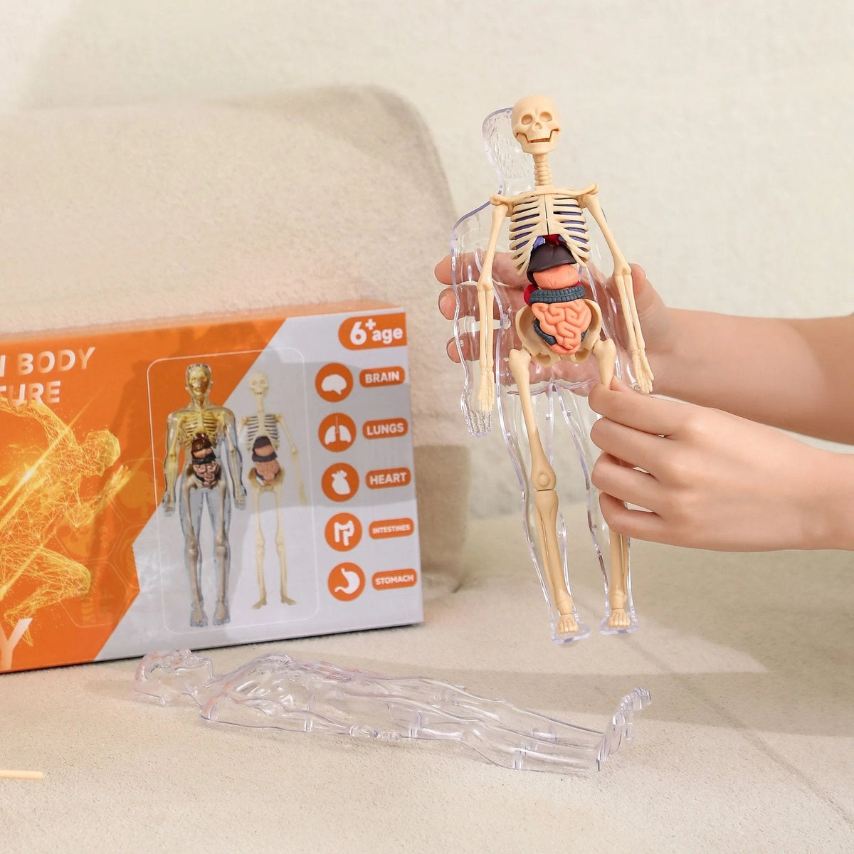 BowLift | Clear Human Body Structure Model