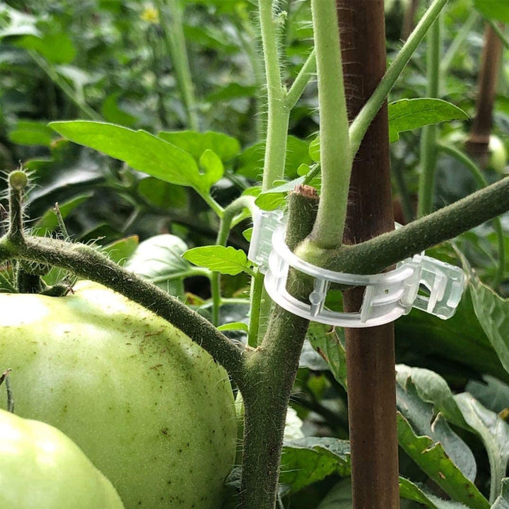 Plastic ring for holding plants | Kalsten