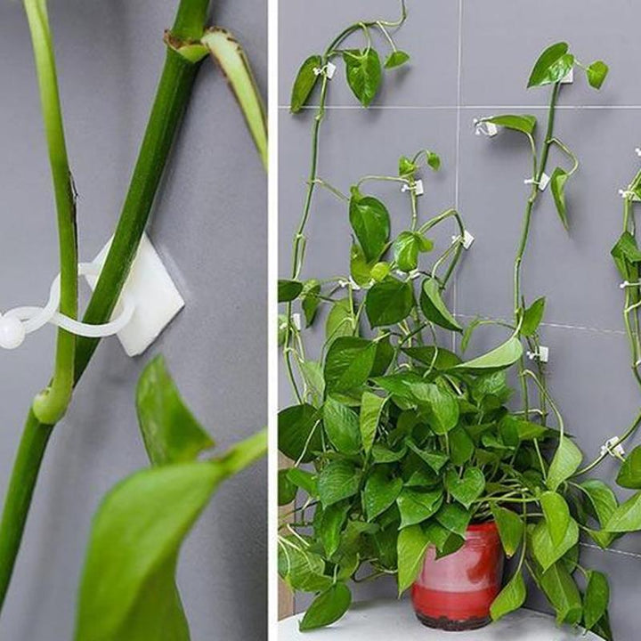 Wall Clip for Climbing Plants (30 pieces) | Kalsten