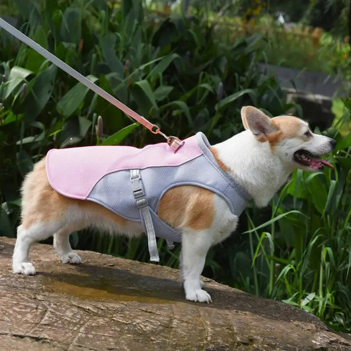 Dog Cooling Vest for Outdoor Activities | Kalsten