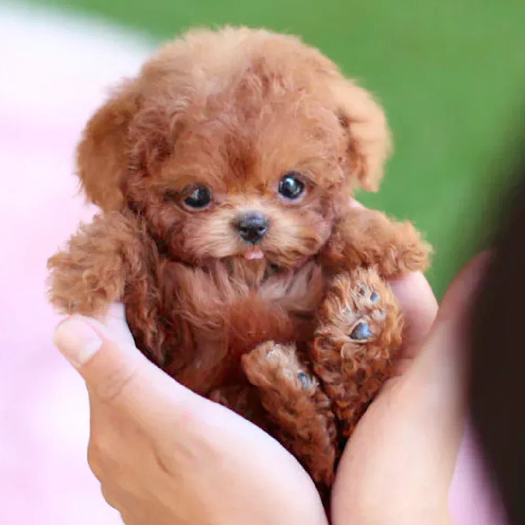 Kalsten | Interactive Plush Dog with Realistic Movements – For Children & Seniors