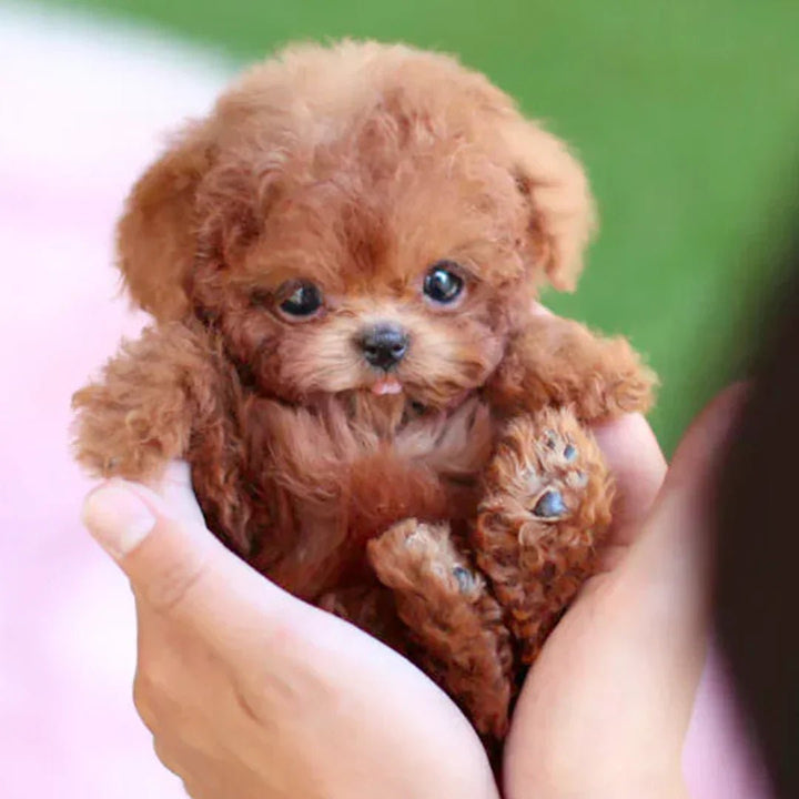 Kalsten | Interactive Plush Dog with Realistic Movements – For Children & Seniors