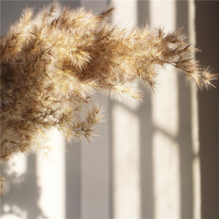 Kalsten | 60 cm natural, real, brown-beige dried pampas grass bouquet │ fluffy feather for modern boho home decoration