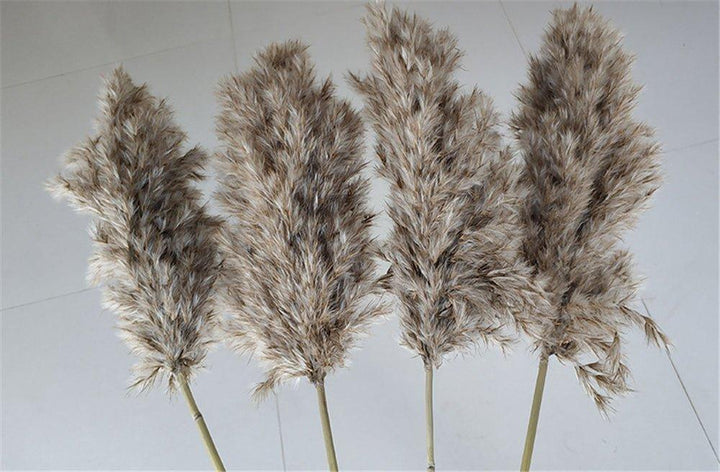 Kalsten | 60 cm natural, real, brown-beige dried pampas grass bouquet │ fluffy feather for modern boho home decoration