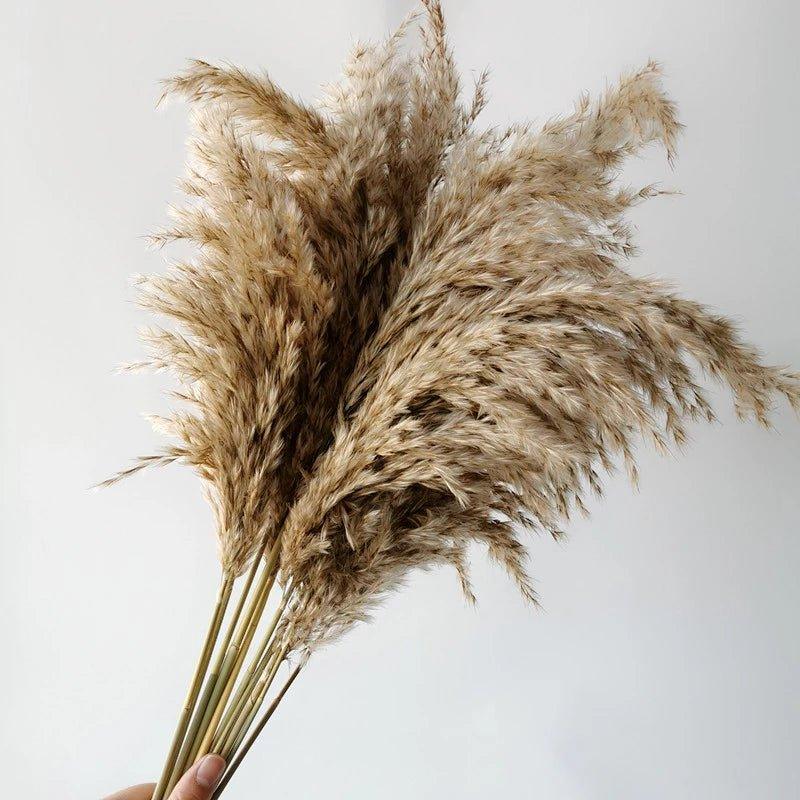 Kalsten | 60 cm natural, real, brown-beige dried pampas grass bouquet │ fluffy feather for modern boho home decoration
