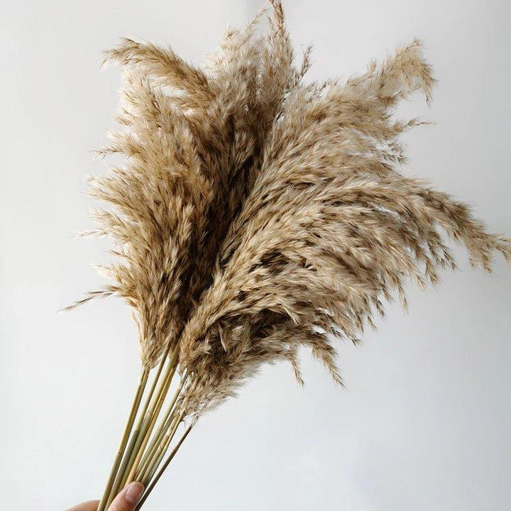 Kalsten | 60 cm natural, real, brown-beige dried pampas grass bouquet │ fluffy feather for modern boho home decoration