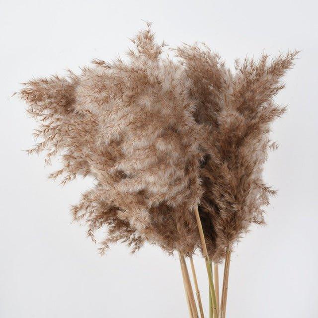 Kalsten | 60 cm natural, real, brown-beige dried pampas grass bouquet │ fluffy feather for modern boho home decoration