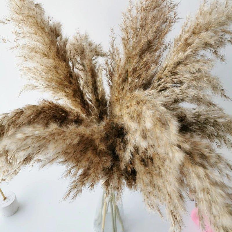 Kalsten | 60 cm natural, real, brown-beige dried pampas grass bouquet │ fluffy feather for modern boho home decoration