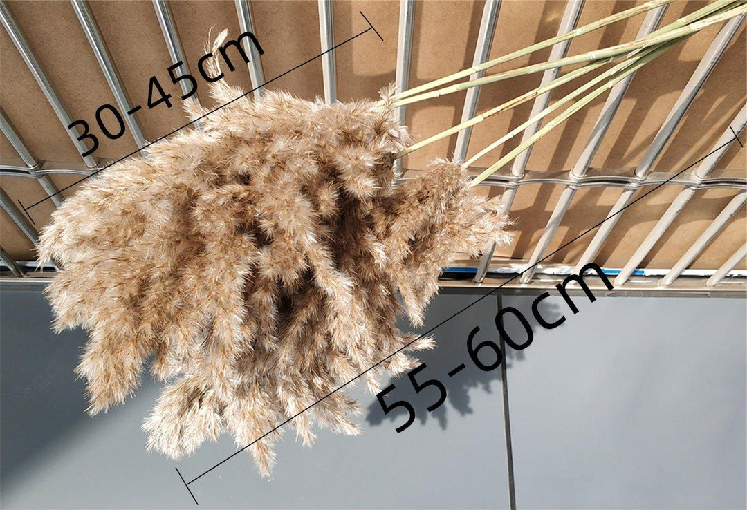 Kalsten | 60 cm natural, real, brown-beige dried pampas grass bouquet │ fluffy feather for modern boho home decoration