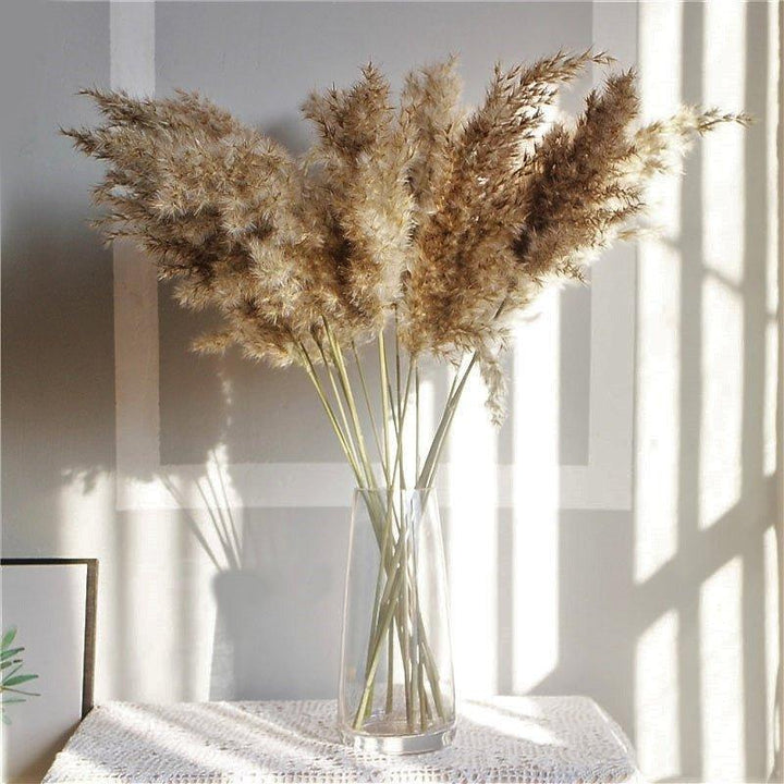 Kalsten | 60 cm natural, real, brown-beige dried pampas grass bouquet │ fluffy feather for modern boho home decoration