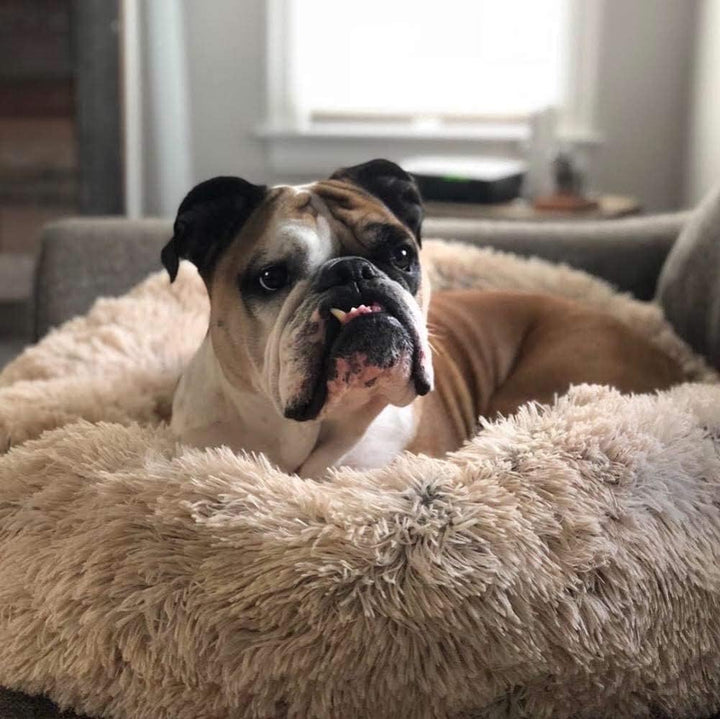 Orthopedic Plush Donut Dog Bed Kalsten