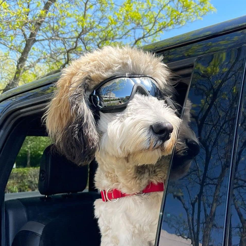 Kalsten | Outdoor Protection Glasses for Dogs
