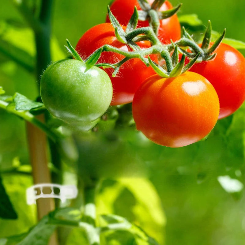 GripKing Clips — Keep your plants strong and discover effortless, healthy growth! | Kalsten