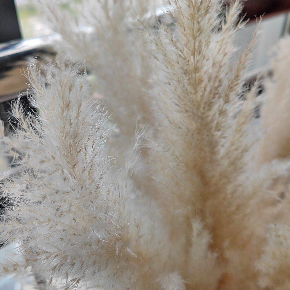 Kalsten | 80 cm natural, real dried pampas grass bouquet (white / beige / gray) │ fluffy feather for modern boho home decor