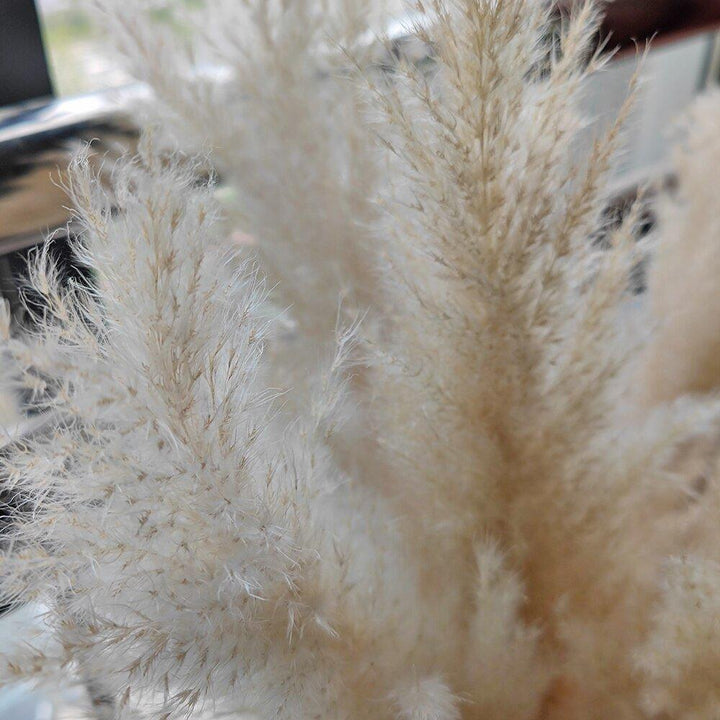 Kalsten | 80 cm natural, real dried pampas grass bouquet (white / beige / gray) │ fluffy feather for modern boho home decor