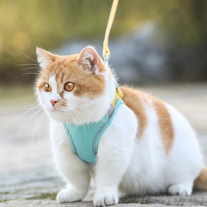 Harness and Leash Set for Cat | Kalsten