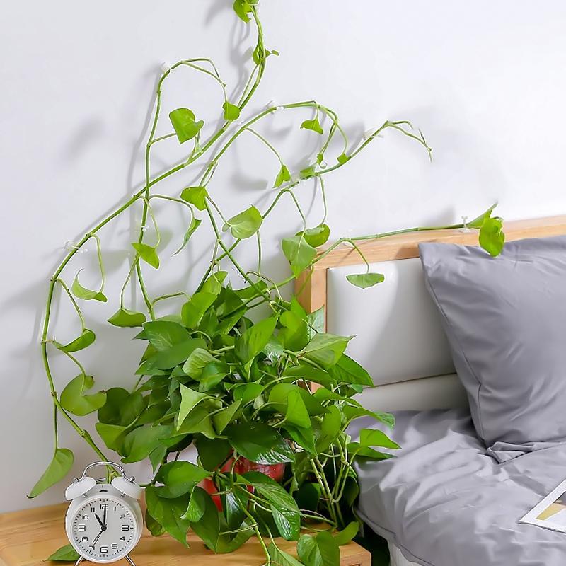 Wall Clip for Climbing Plants (30 pieces) | Kalsten