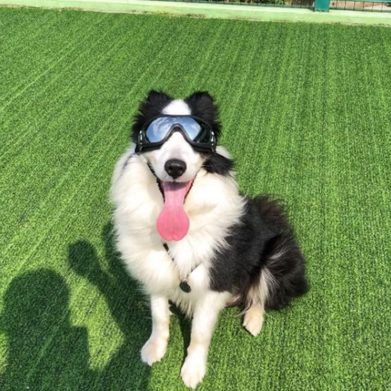 Kalsten | Outdoor Protection Glasses for Dogs