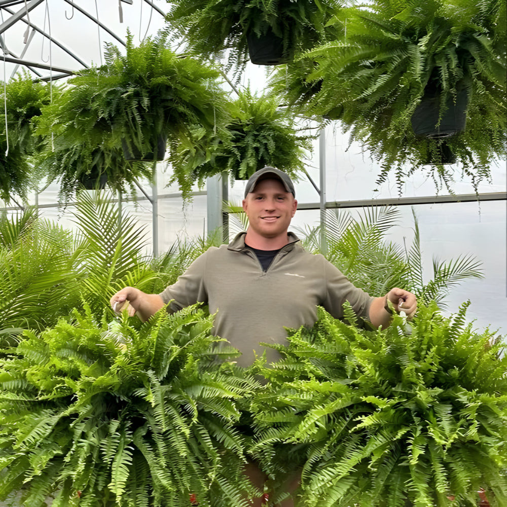 Kalsten | Artificial Boston Fern Home Decor Plant
