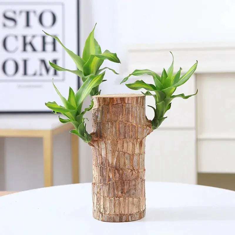 Kalsten | Brazilian Lucky Wood – Air Purifying & Fortune Bringing Plant