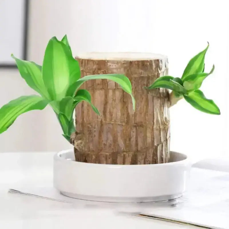 Kalsten | Brazilian Lucky Wood – Air Purifying & Fortune Bringing Plant