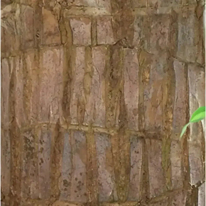 Kalsten | Brazilian Lucky Wood – Air Purifying & Fortune Bringing Plant